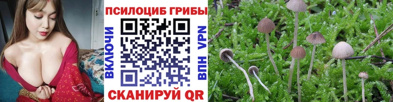 мориарти какой сайт  Далматово  Псилоцибиновые грибы MAGIC MUSHROOMS  продажа наркотиков 